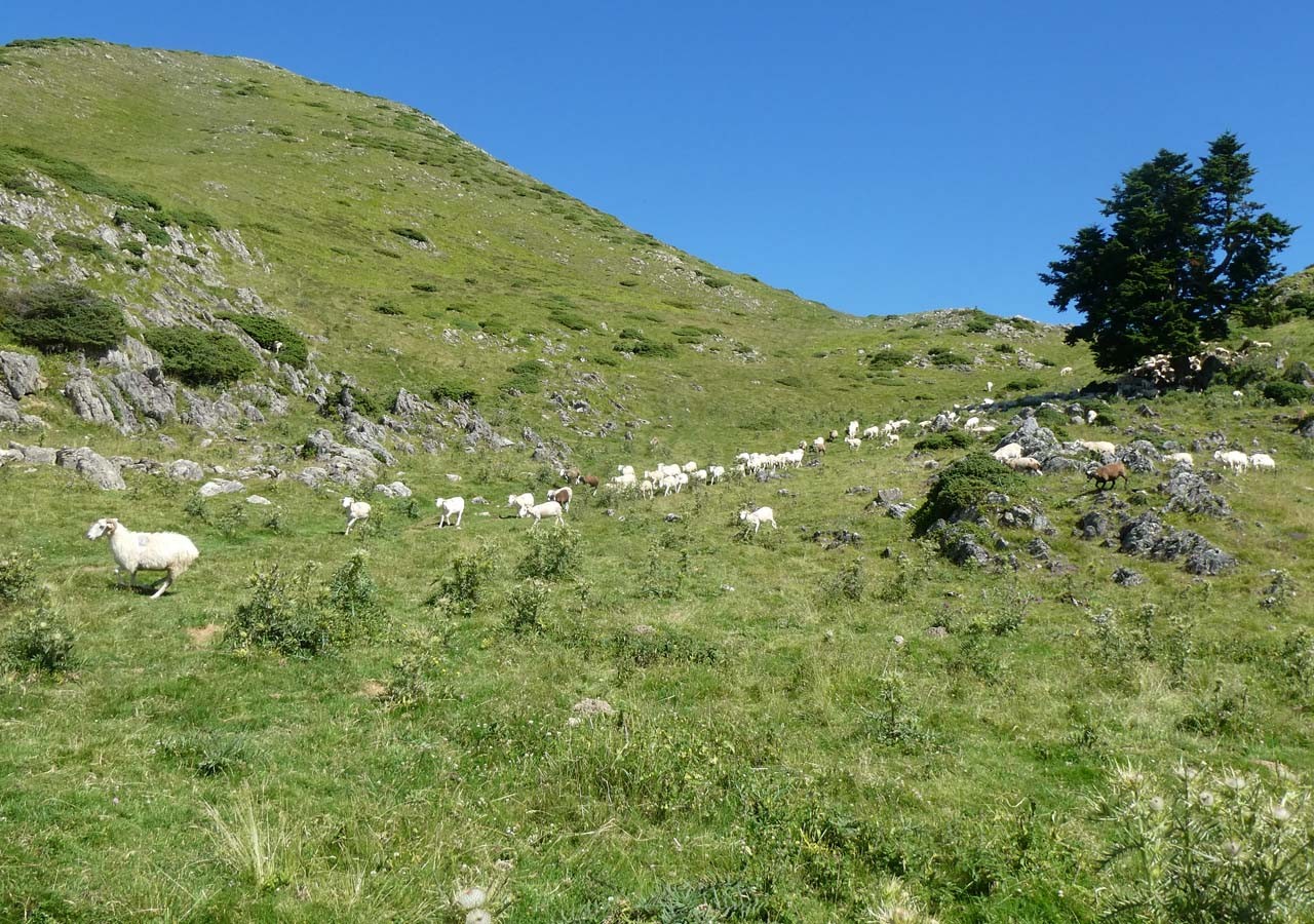 21 des brebis aux pieds du mountarrouy