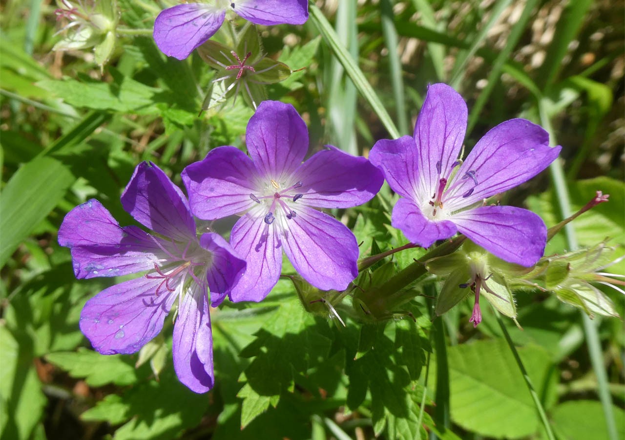 21 geraniums des bois