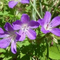 21 geraniums des bois