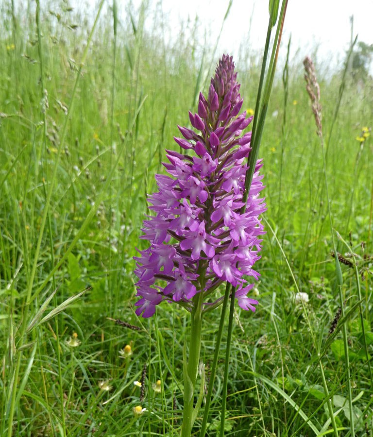 21 orchis pyramidal