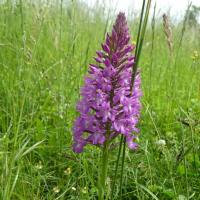 21 orchis pyramidal