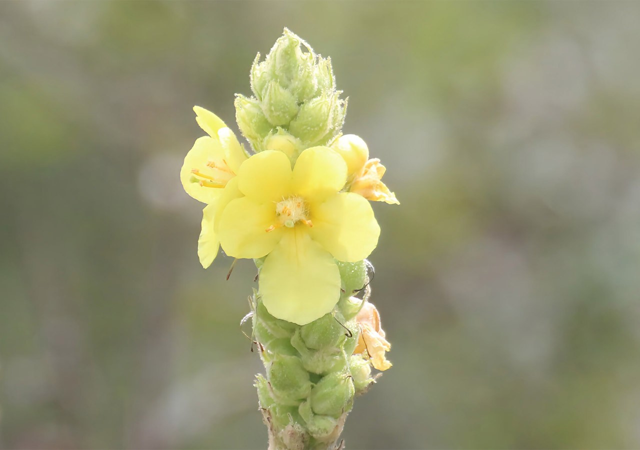 22 molene bouillon blanc verbascum thapsus 