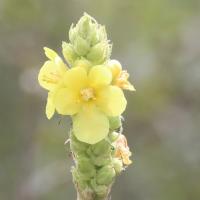 22 molene bouillon blanc verbascum thapsus 