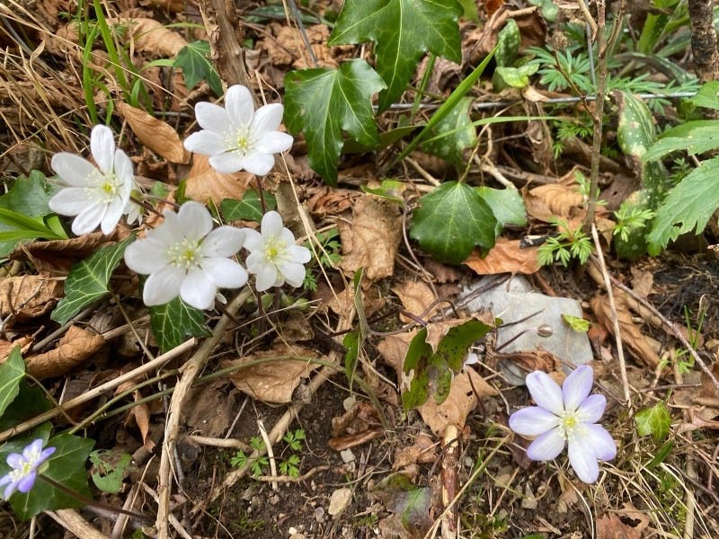 23 anemone hepatique