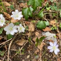 23 anemone hepatique