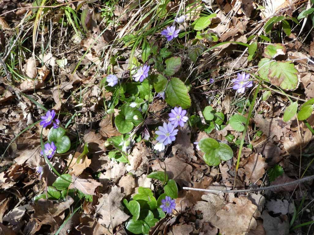 23 anemones hepatiques