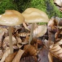 23 collybie radicante