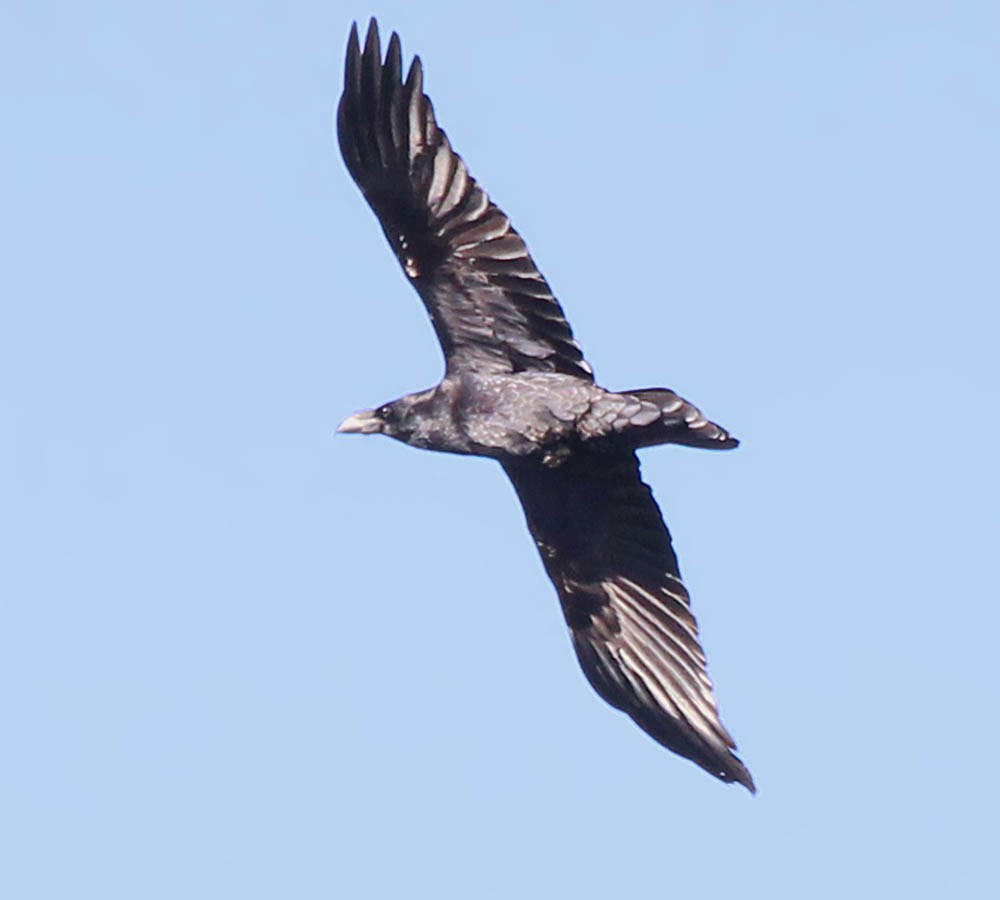 23 grand corbeau
