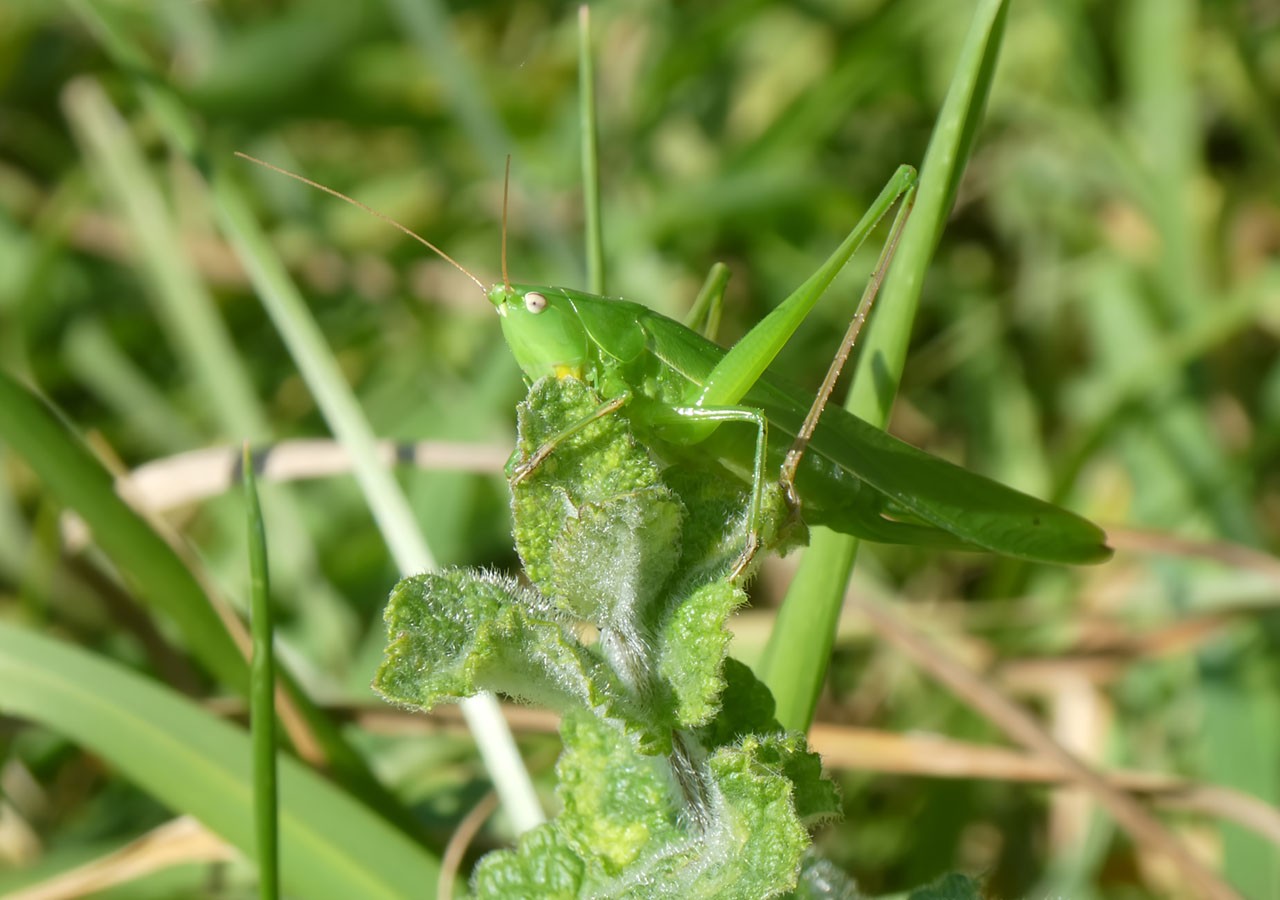 23 grande sauterelle verte