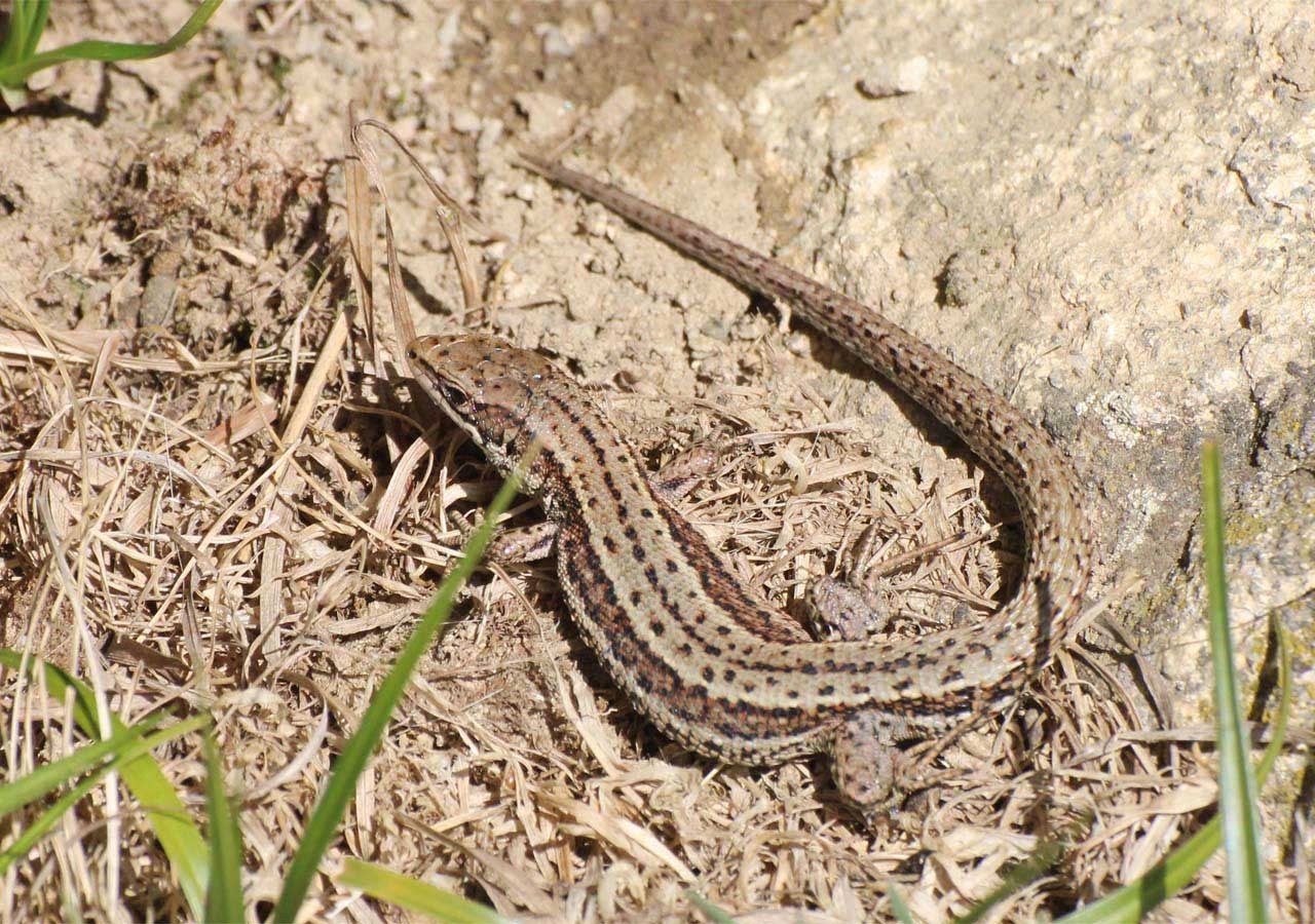 23 lezard vivipare