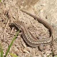 23 lezard vivipare