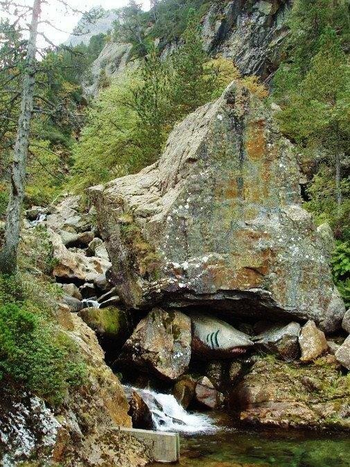 24 Requin blanc des pyrénées 3 