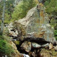 24 Requin blanc des pyrénées 3 