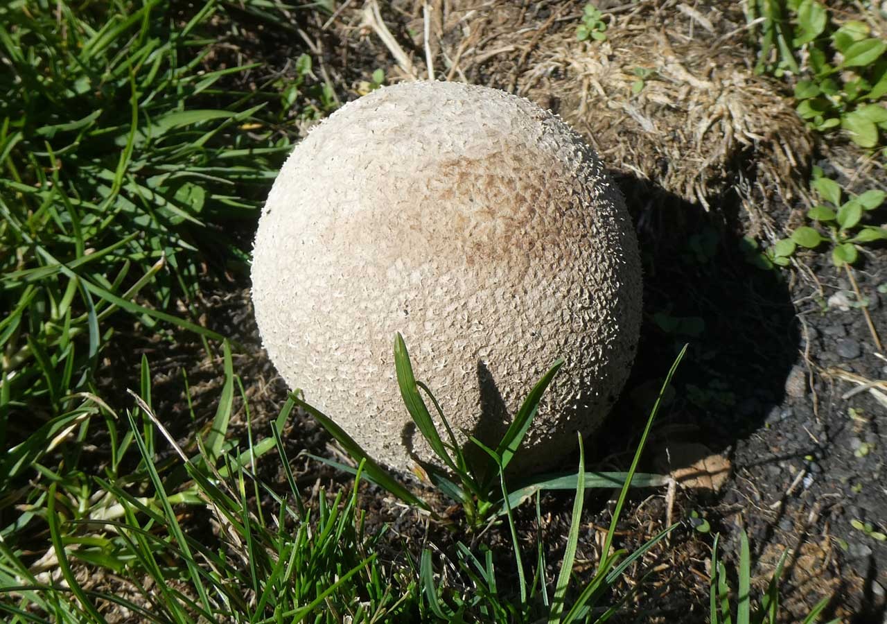 24 vesse de loup ciselee lycoperdon utriforme 