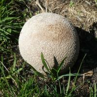 24 vesse de loup ciselee lycoperdon utriforme 