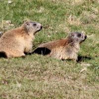 24 Marmottes des alpes