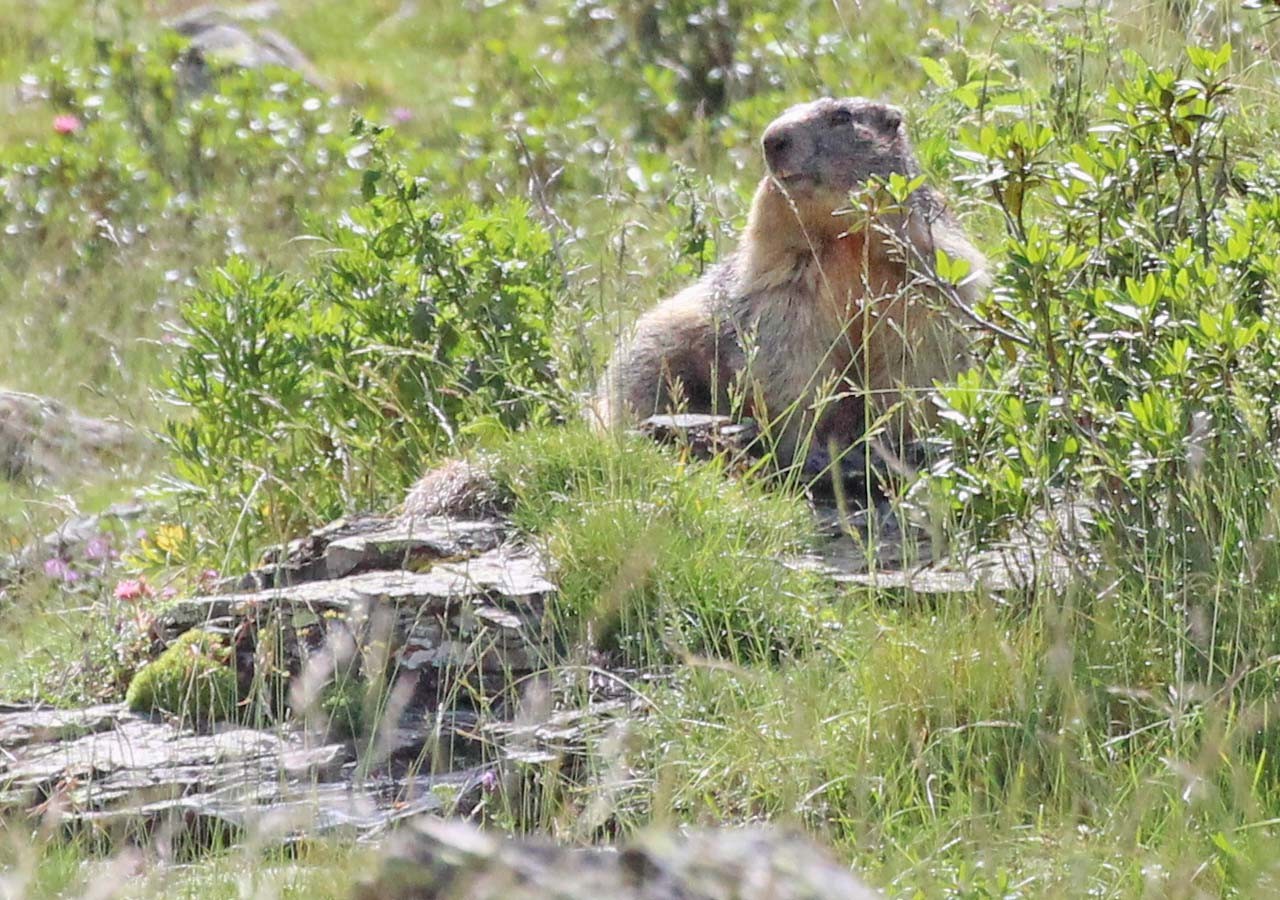 25 marmotte des alpes