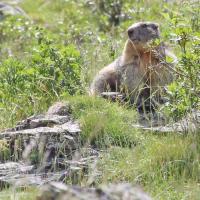25 marmotte des alpes