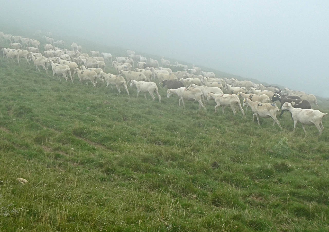 25 un troupeau de chevres