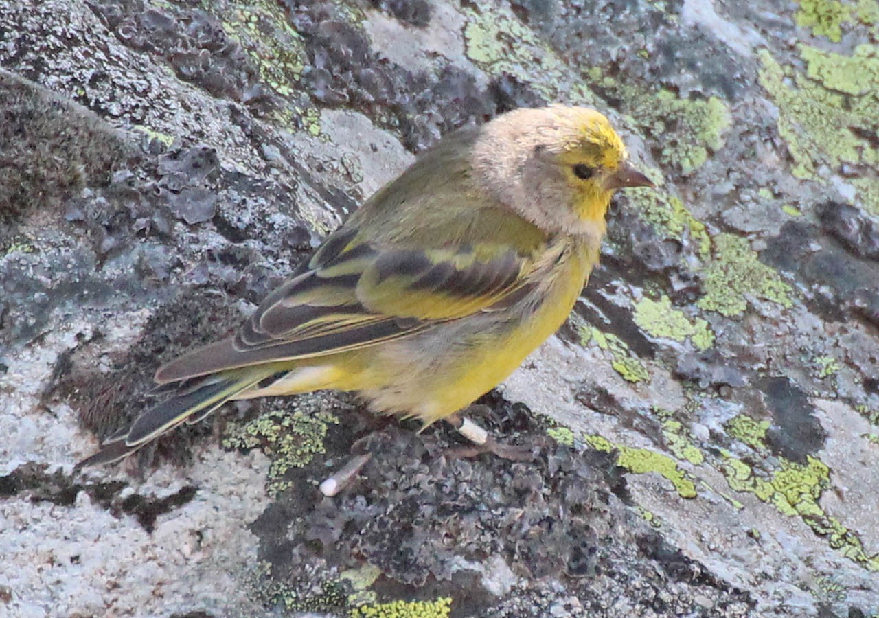 25 venturon montagnard oiseau assez rare