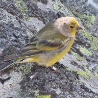 25 venturon montagnard oiseau assez rare