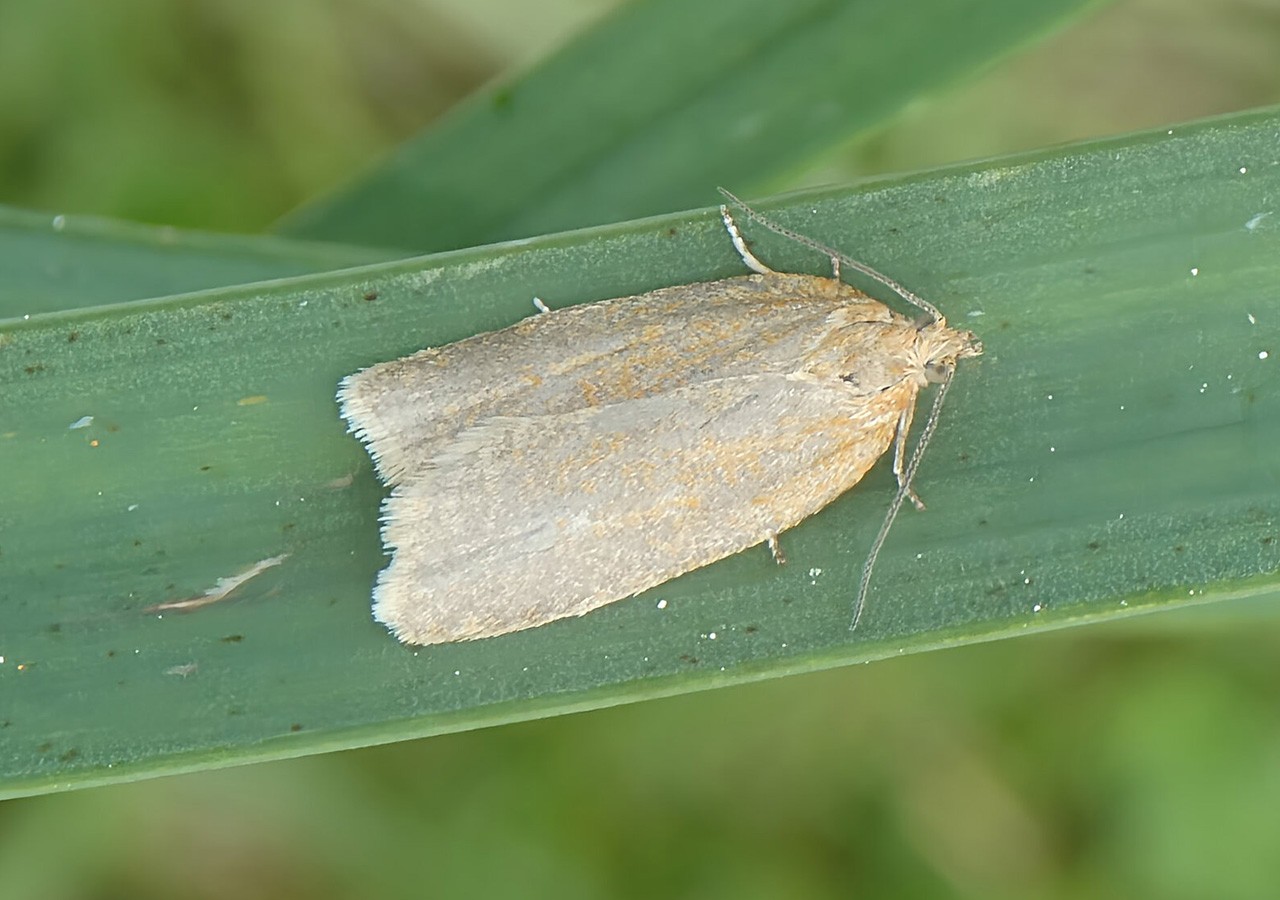 26 clepsis consimilana