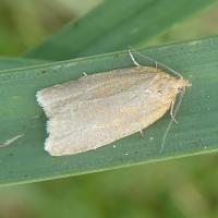 26 clepsis consimilana