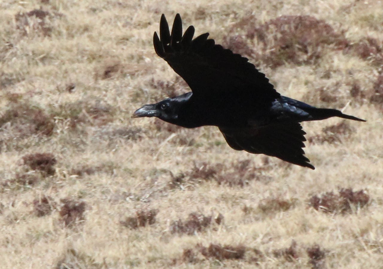 26 grand corbeau