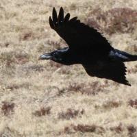 26 grand corbeau