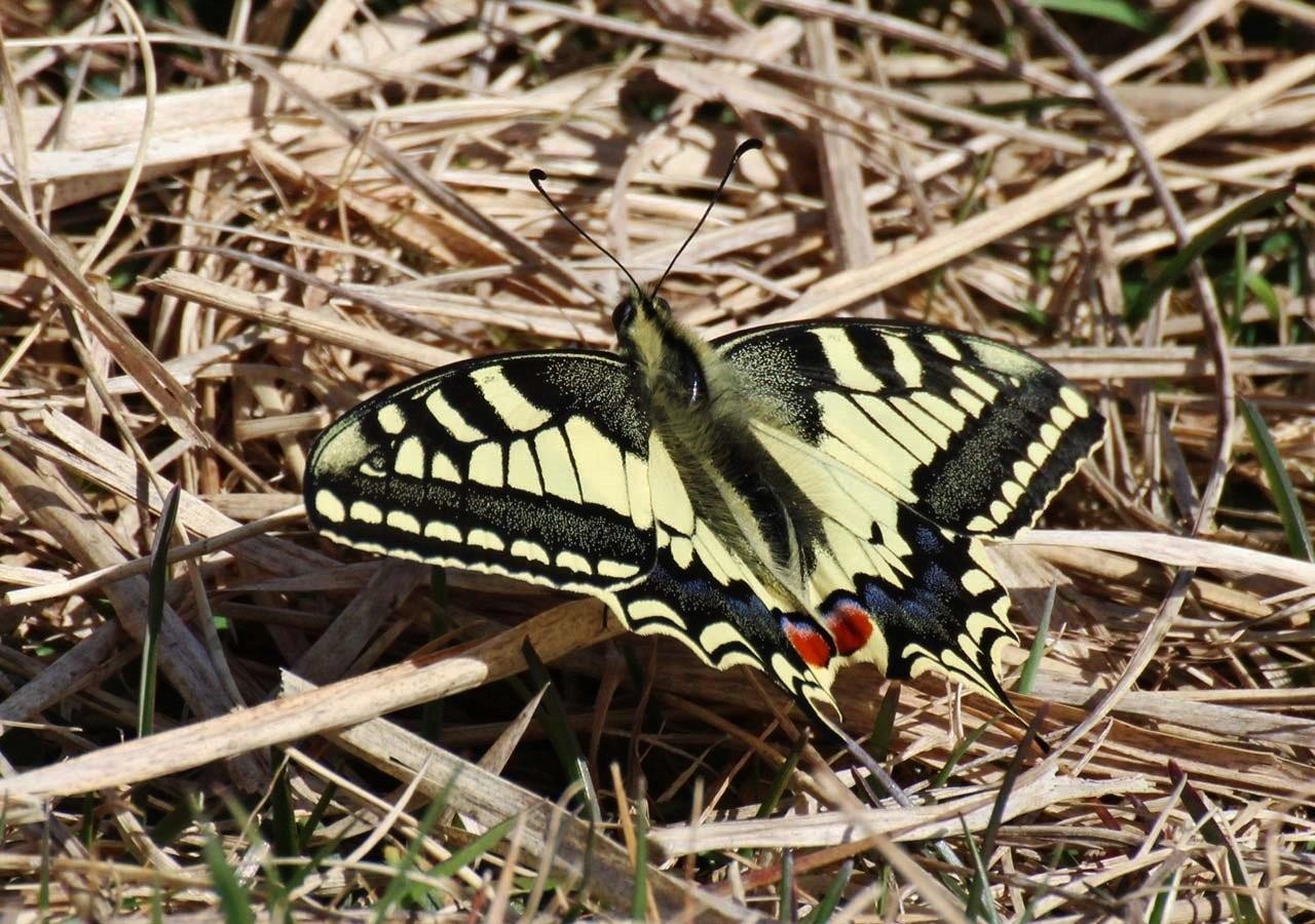 26 machaon papilio machaon 