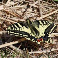 26 machaon papilio machaon 