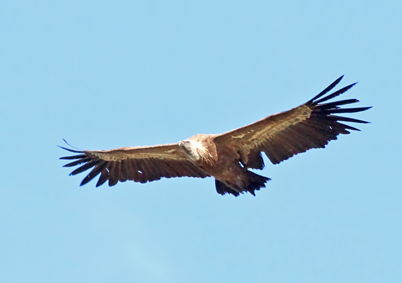 26 vautour fauve passant au dessus de nous