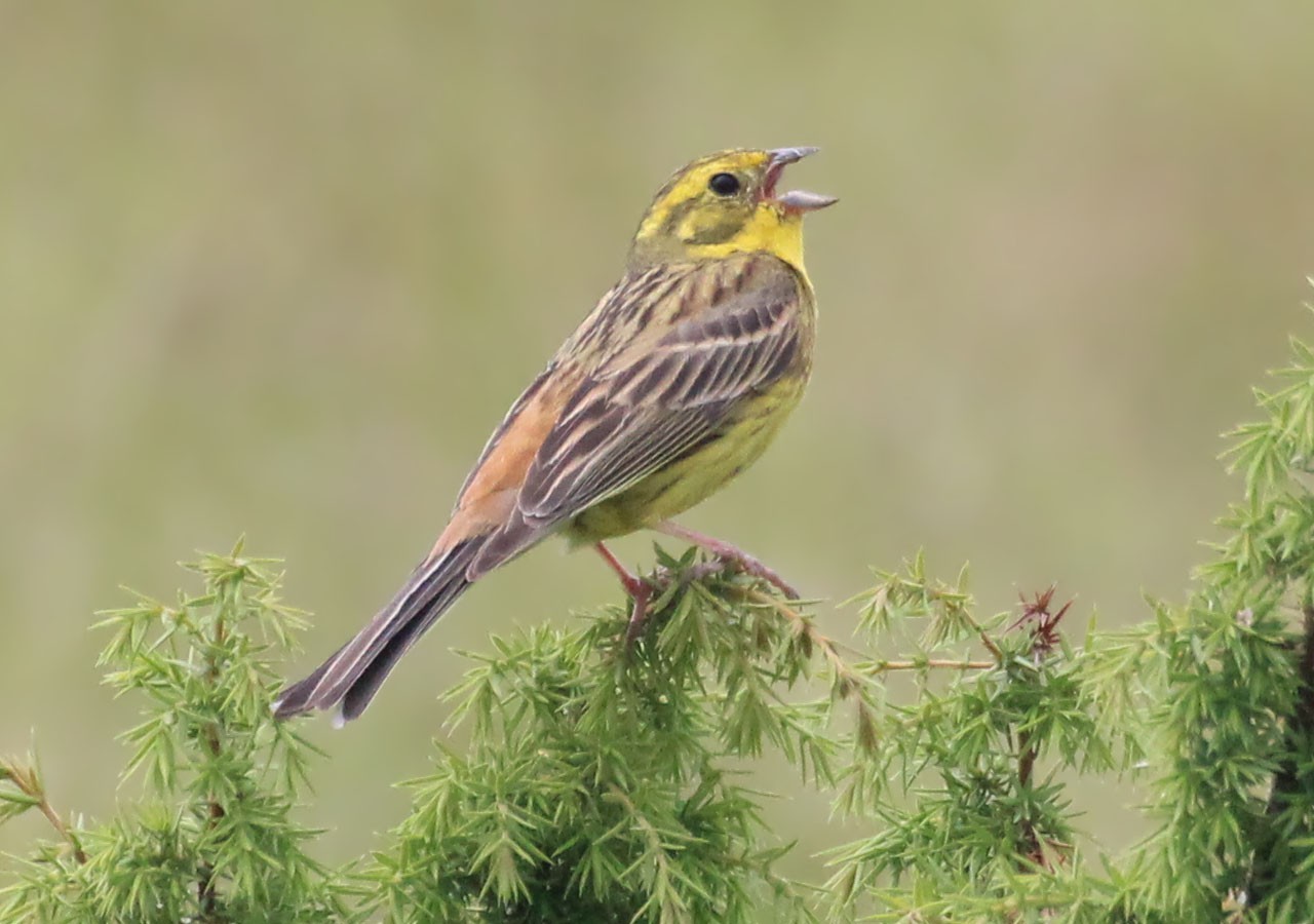 27 bruant jaune qui chante