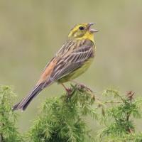 27 bruant jaune qui chante