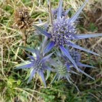 27 chardon bleu des pyrenees eryngium bourgatii 