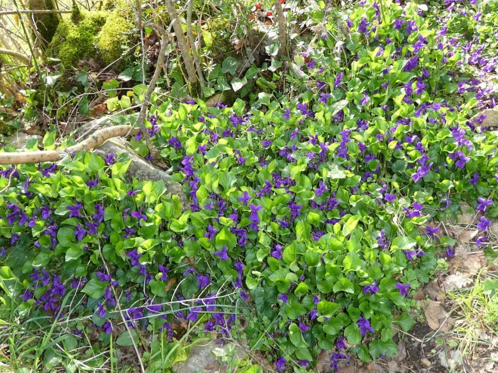 27 en chemin des violettes odorantes