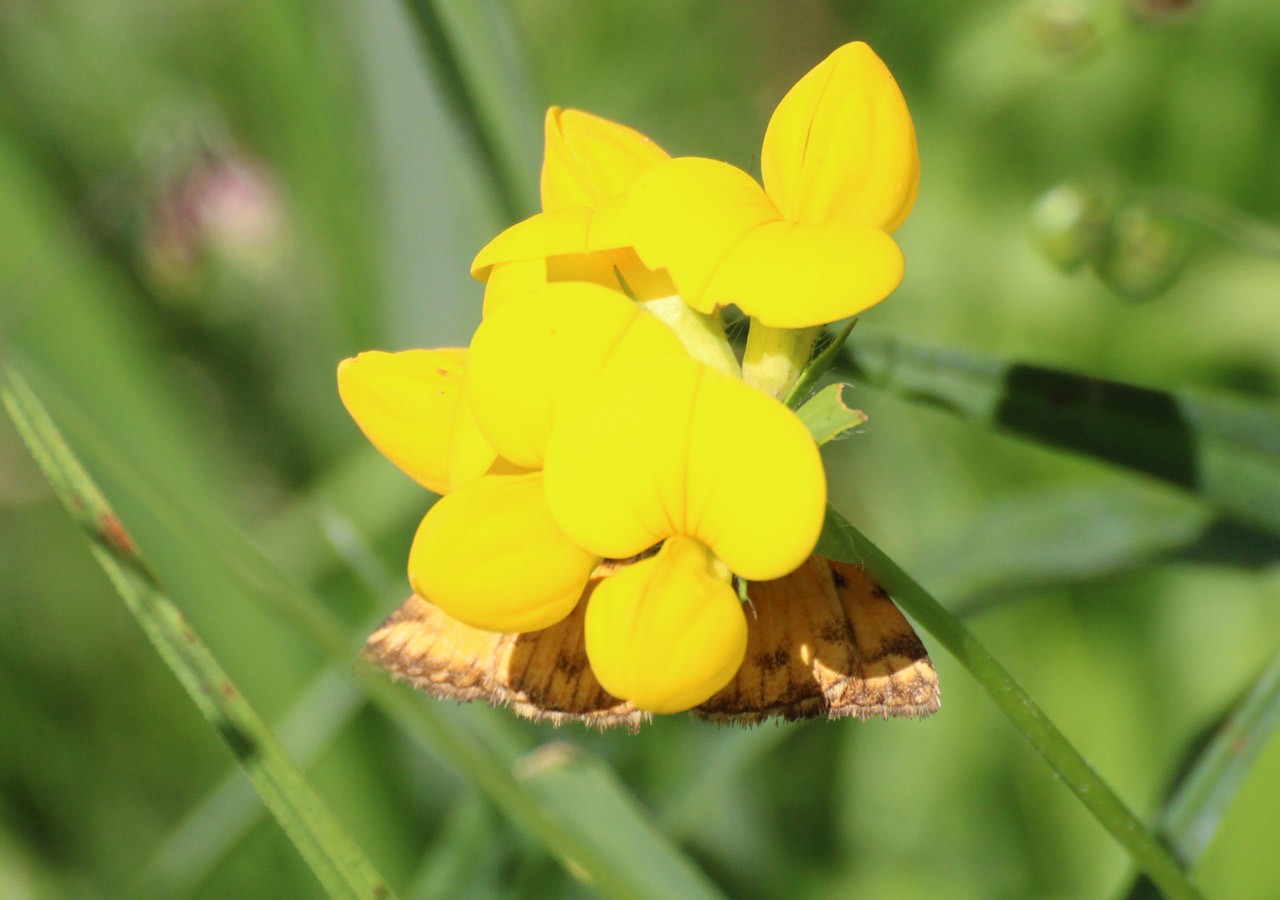 27 lotier cornicule lotus corniculatus 