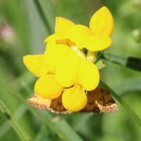 27 lotier cornicule lotus corniculatus 