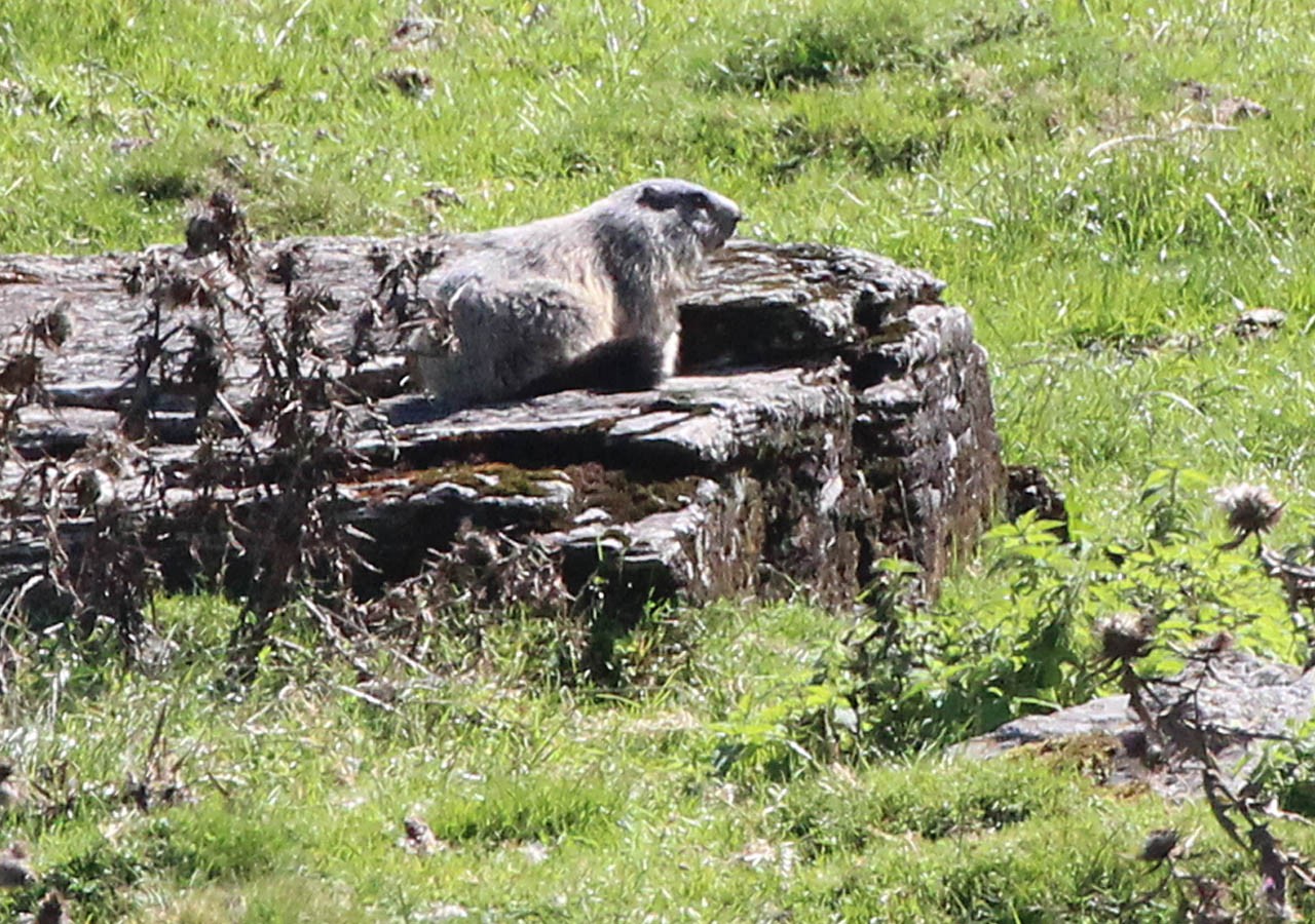 27 marmotte des alpes