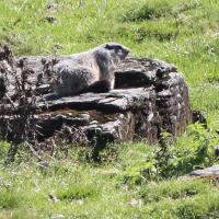 27 marmotte des alpes