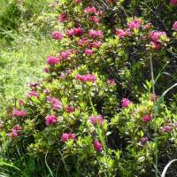 27 rhododendron ferrugineux rhododendron ferrugineum 