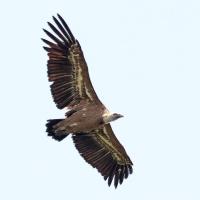 27 vautour fauve