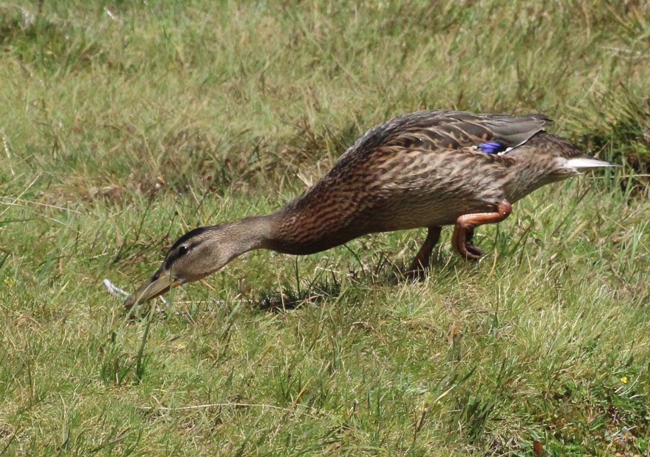 28 canard colvert