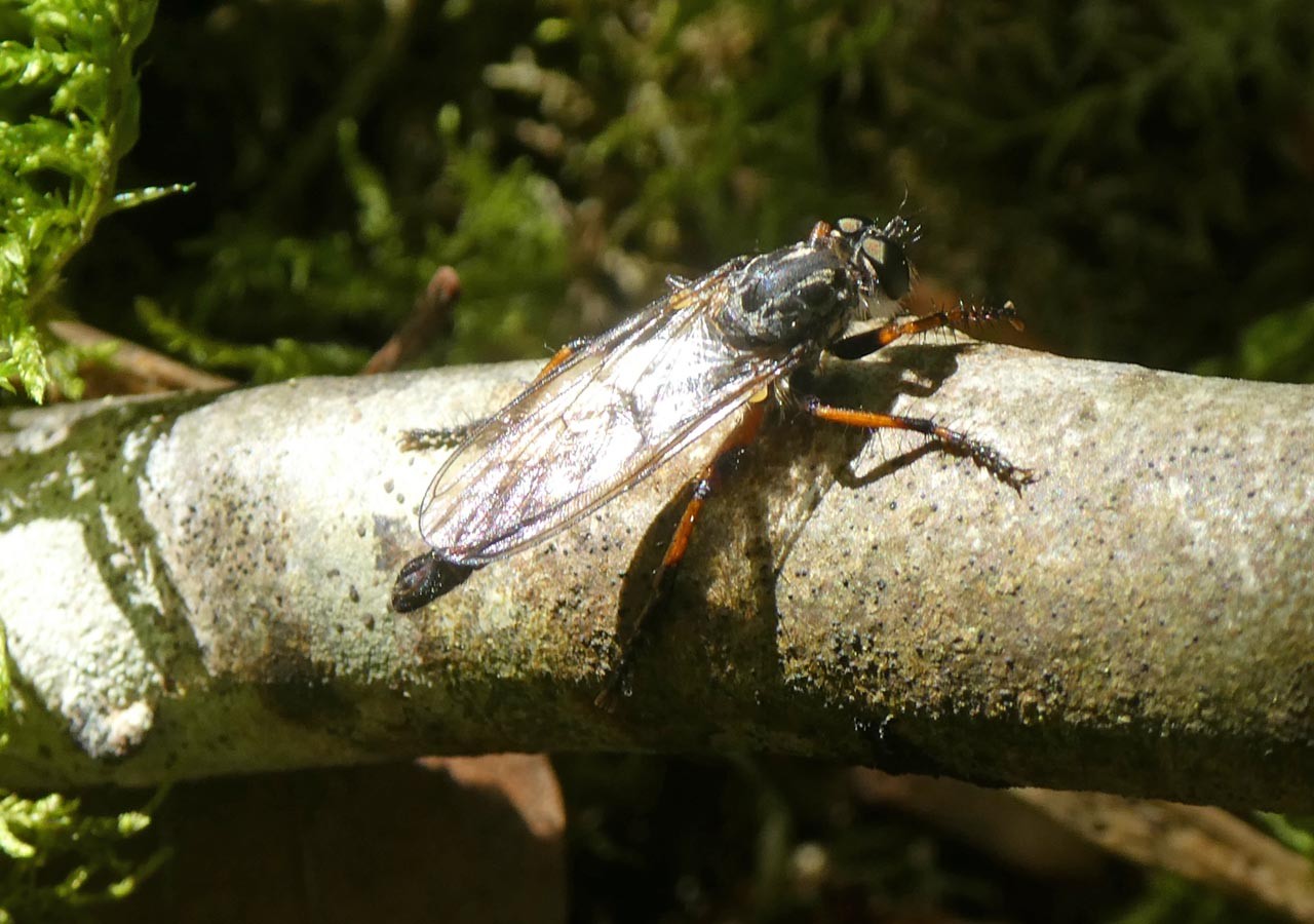 28 neomochtherus pallipes