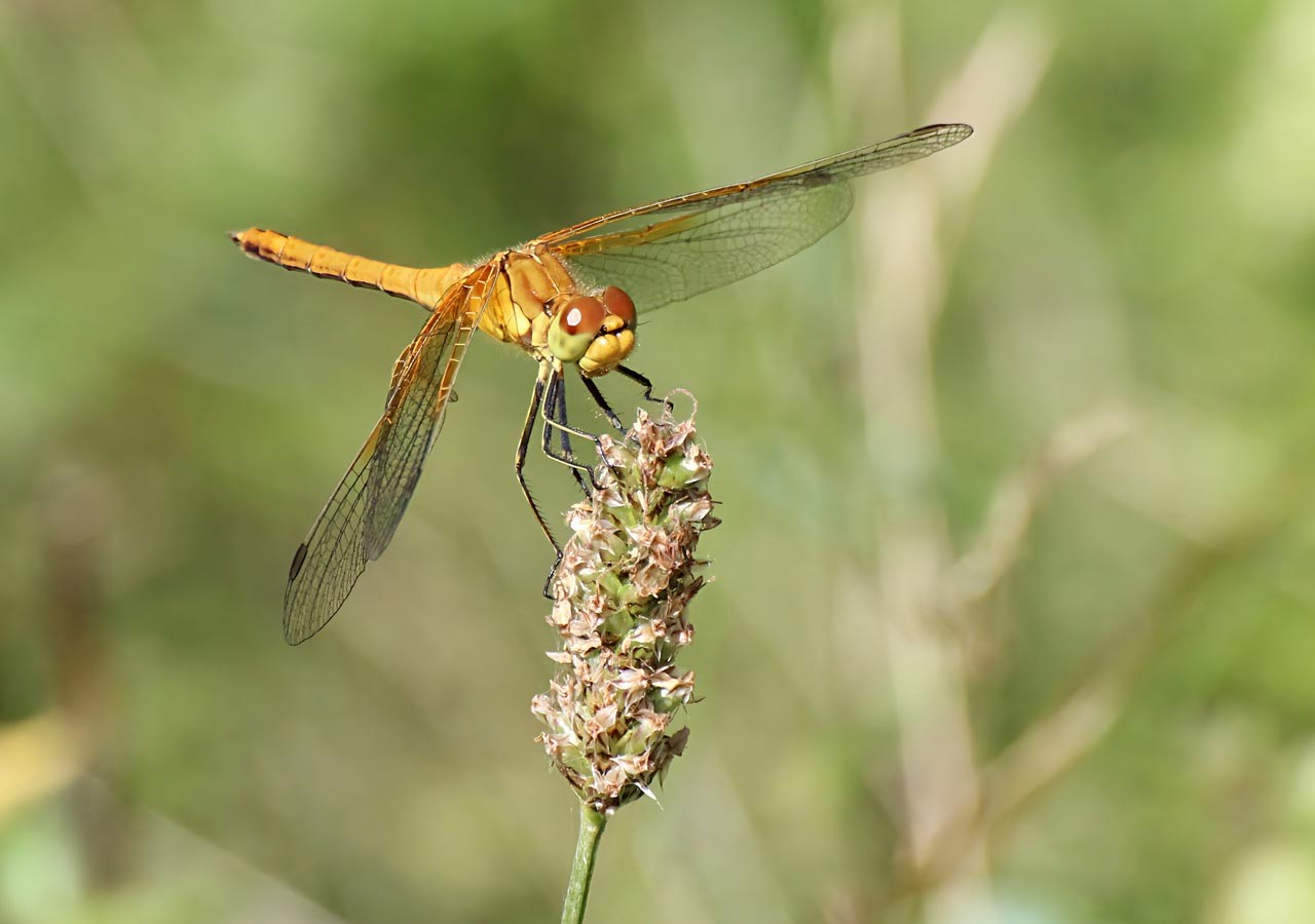 29 sympetrum jaune d or