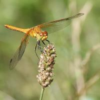 29 sympetrum jaune d or