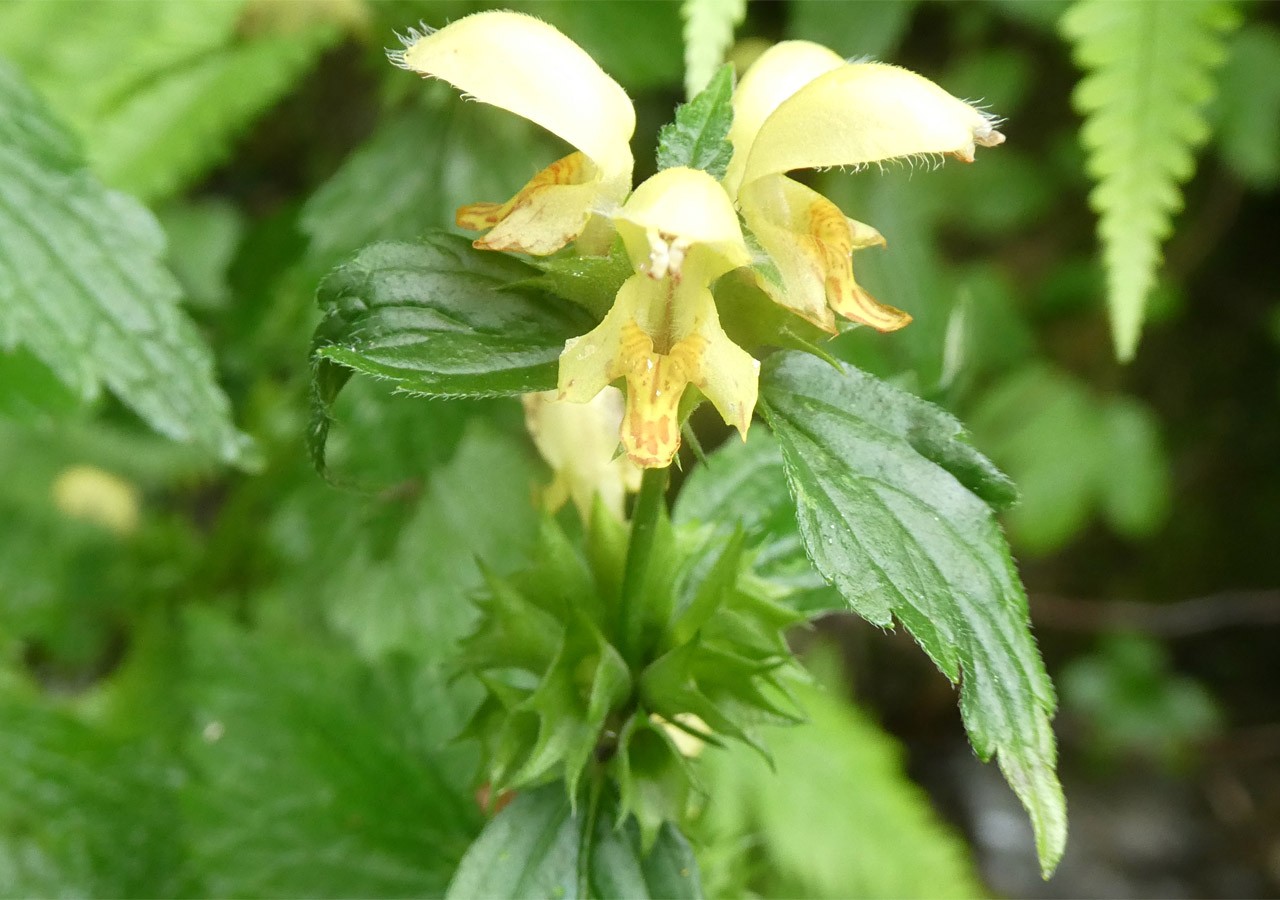 3 du lamier jaune