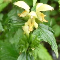 3 du lamier jaune