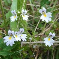 3 euphraise a feuilles en peigne