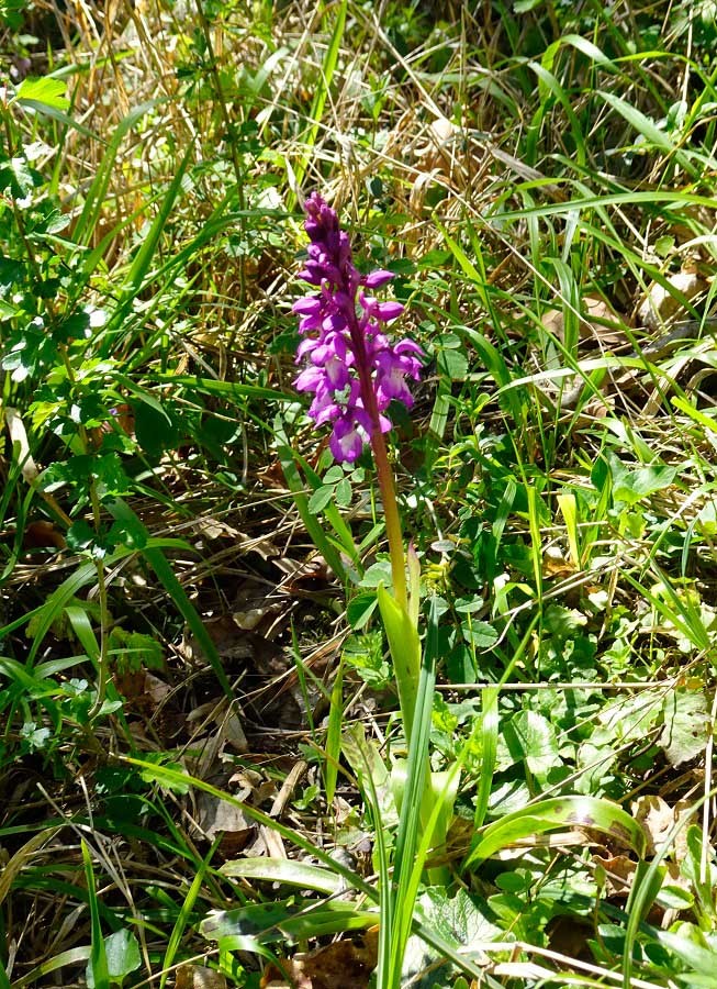 3 orchis male orchis mascula 